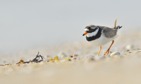 Ringed plover on a beach (c) Fergus Gill 2020VISION