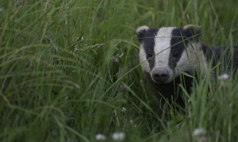 European badger