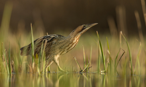 Bittern