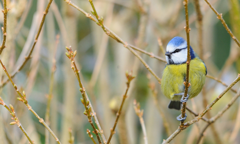 Blue tit 