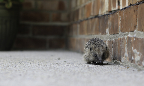 Hedgehog