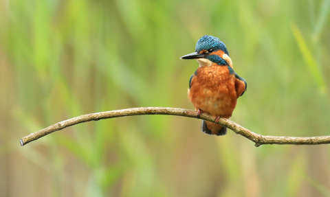 Kingfisher