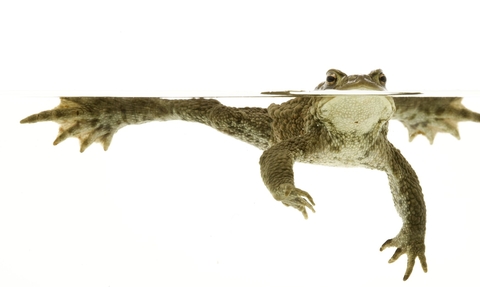 Common toad half submerged in water