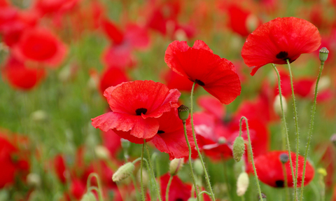 Poppies