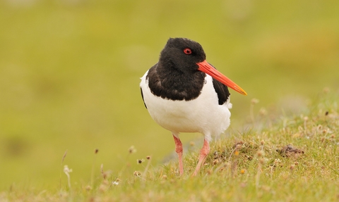 Oystercatcher