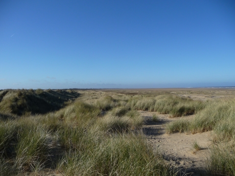 Birds of Prey on the Dunes - Dynamic Dunescapes