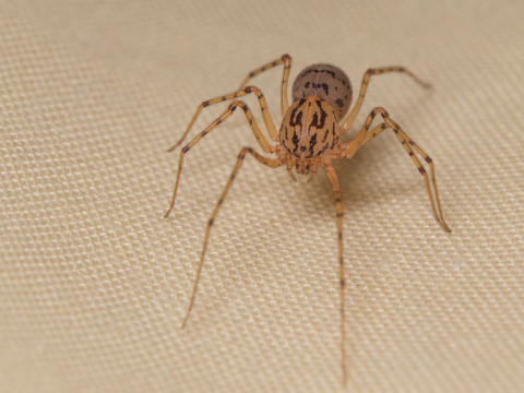 Cellar spider  The Wildlife Trusts