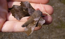 Poplar hawk-moth