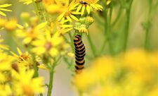 Cinnabar moth caterpillar