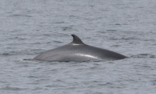 Minke Whale