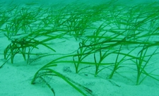 Sea grass