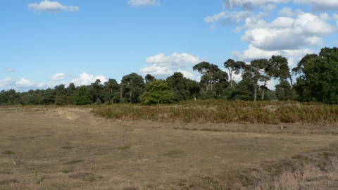 Lowland dry acid grassland