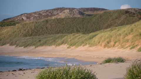 Coastal Dunes