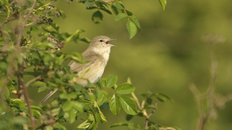 Garden warbler