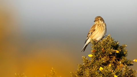 Linnet