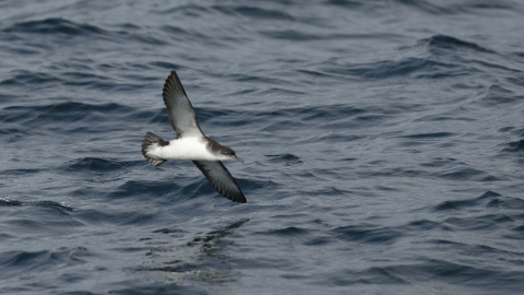 Manx Shearwater