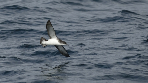 Manx Shearwater