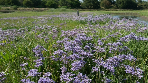 Saltmarsh