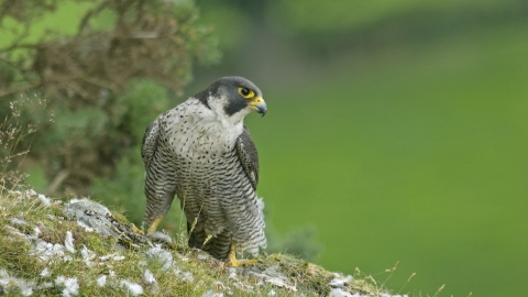 Peregrine falcon