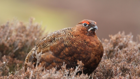 Red grouse