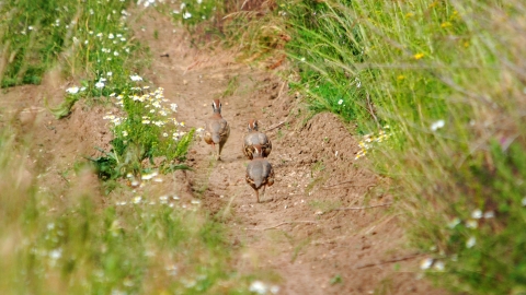 A covey of red-legged partridges running along the edge of a track