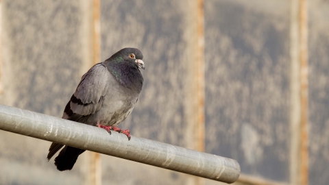 Rock dove/Feral pigeon