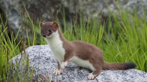 A stoat standing on a rock, one paw raised as it contemplates running