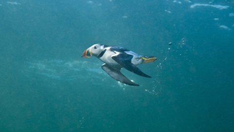 Puffin diving underwater