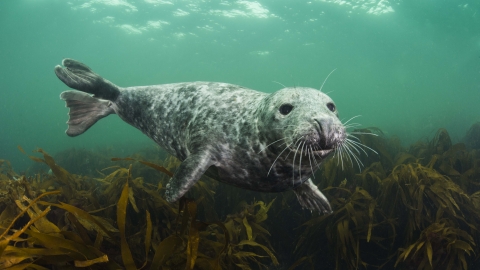 Grey Seal