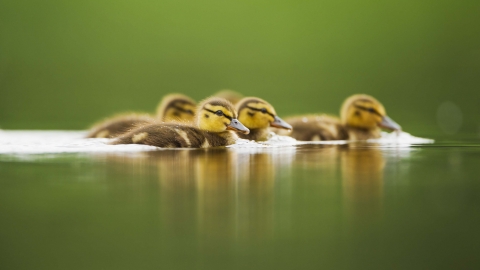 Mallard ducklings