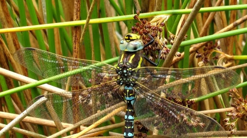 Common Hawker