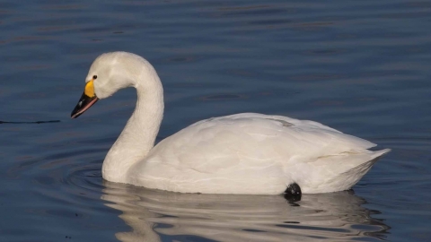 Bewick's Swan