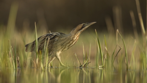 Bittern