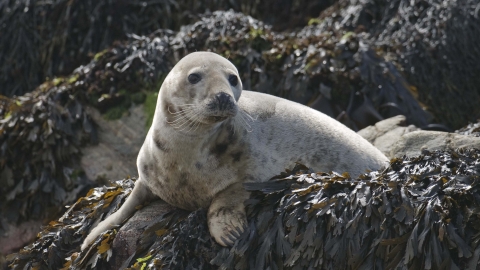 Grey Seal