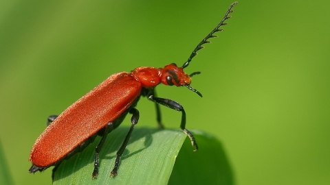 Red-headed Cardinal Beetle