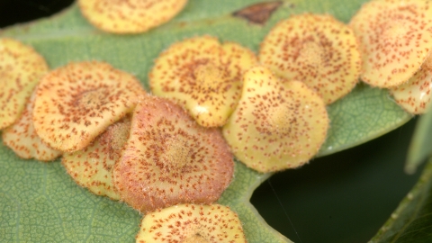 Common Spangle Gall Wasp