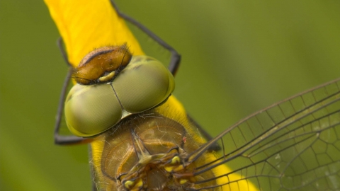 Norfolk Hawker