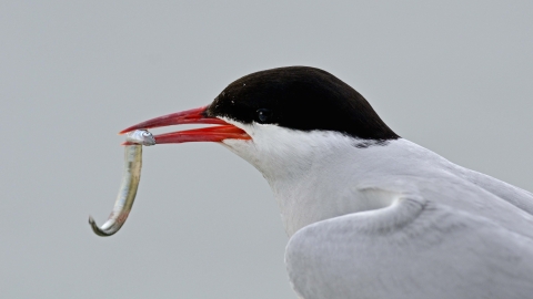 Arctic Tern