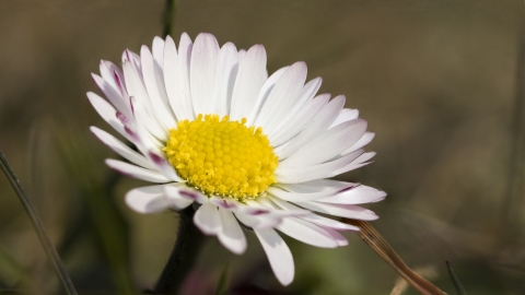 Common Daisy