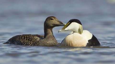 Eider