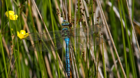 Emperor Dragonfly