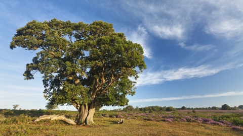 English Oak