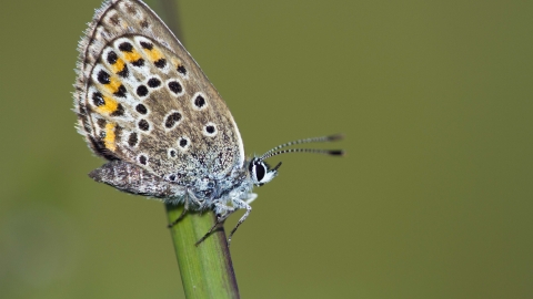 Silver-studded Blue butterfly