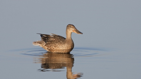 Shoveler