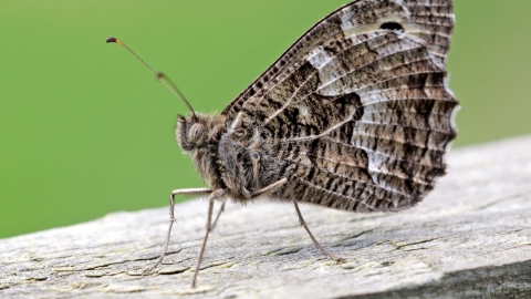 Grayling