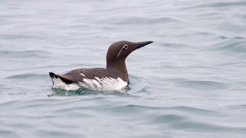 Bridled Common Guillemot