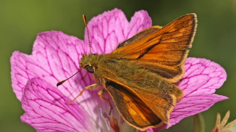 Large Skipper