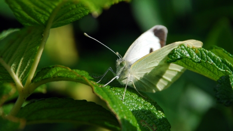 Large White butterfly