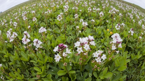 Bogbean