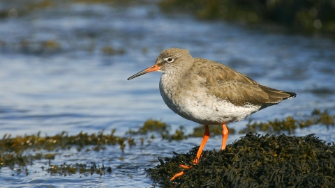 Redshank